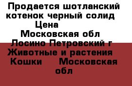 Продается шотланский котенок черный солид › Цена ­ 1 500 - Московская обл., Лосино-Петровский г. Животные и растения » Кошки   . Московская обл.